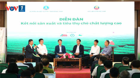 Năm 2025: chuyển đổi 70% diện tích trồng chè sang trồng các giống chè mới, chất lượng cao