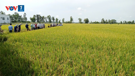 Cần Thơ sẽ hình thành 7 khu nông nghiệp công nghệ cao (10/11/2024)
