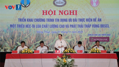 Nguồn tín dụng đối với ngành lúa gạo vùng ĐBSCL trên 124.000 tỷ