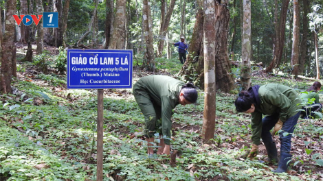 Lợi ích kép từ việc phát triển cây dược liệu ở Kon Tum (12/11/2024)