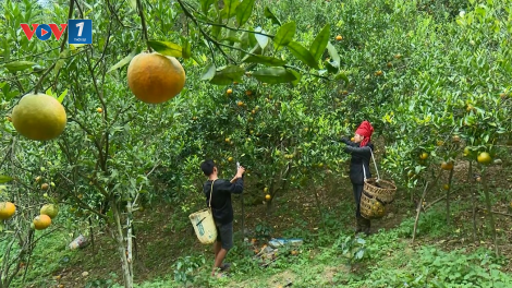 Người dân Sốp Cộp mở rộng diện tích trồng cam, đáp ứng nhu cầu thị trường (16/11/2024)