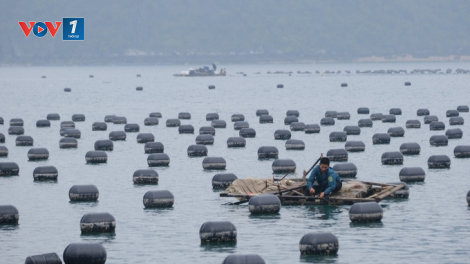 Nuôi biển ở Quảng Ninh: Xu thế tăng trưởng xanh cho hiện tại và tương lai (16/10/2024)