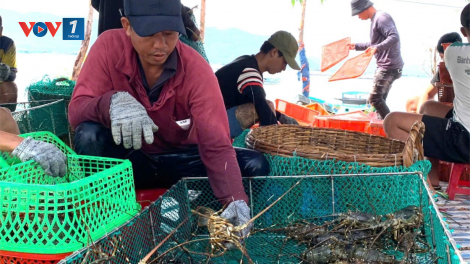 “Thủ phủ” tôm hùm Phú Yên đối mặt với nỗi lo mưa bão (1/11/2024)