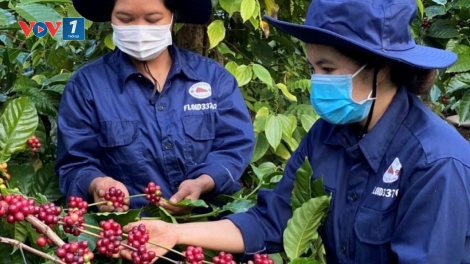 Hỗ trợ tiêu thụ sản phẩm miền núi, vùng sâu, vùng xa và hải đảo (26/11/2024)