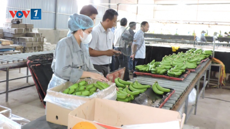 Tăng trưởng kỷ lục - Nông sản xuất khẩu rộng đường ra biển lớn (01/11/2024)