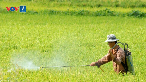 Loạt phóng sự "Kiến tạo không gian phát triển kinh tế nông nghiệp", Bài 1: Quẩn quanh tư tưởng “chợ chiều” (25/12/2024)