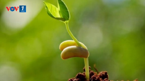 Loạt phóng sự "Kiến tạo không gian phát triển kinh tế nông nghiệp", Bài 2: Rễ cạn, mầm cây khó lớn (26/12/2024)