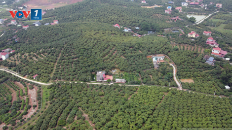 Xã Phúc Hoà (Tân Yên, Bắc Giang) đạt chuẩn nông thôn mới kiểu mẫu về phát triển kinh tế (09/12/2024)