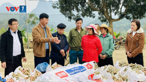 Trồng dâu nuôi tằm: Nghề truyền thống mang lại thu nhập cao tại Bảo Yên (24/12/2024)