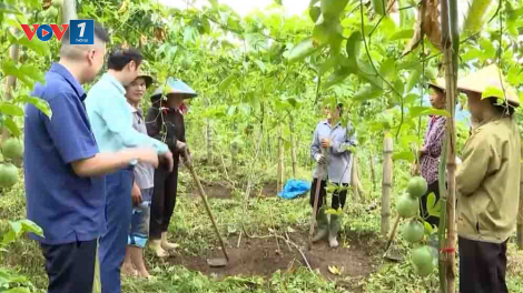 Cây giảm nghèo cho vùng cao Lai Châu (07/12/2024)