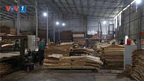 Bắc Kạn: Công nghiệp chế biến gỗ tăng trưởng khá nhưng vẫn thiếu bền vững (1/12/2024)
