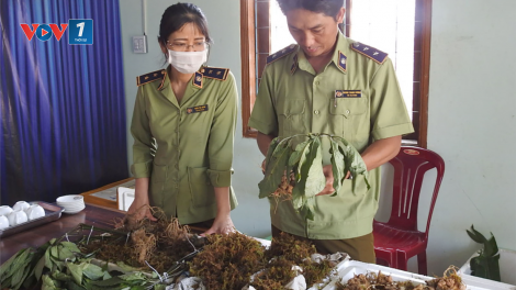 Khóc, cười với ma trận đội lốt sâm quý, trục lợi thương hiệu sâm Ngọc Linh (18/12/2024)