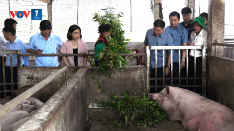 Chăn nuôi lợn hữu cơ, an toàn sinh học góp phần phát triển chăn nuôi bền vững (3/12/2024)
