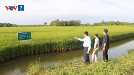 Bạc Liêu: Nông dân trồng lúa ST trên đất tôm phấn khởi vì lúa trúng mùa, được giá (19/12/2024)