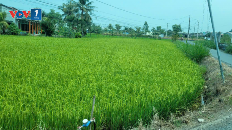 Tiền Giang: Chủ động tích nước ngọt phục vụ sản xuất nông nghiệp (25/12/2024)