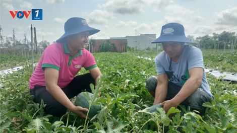 Trái cây cận tết giá cao, nông dân Tiền Giang phấn khởi (08/02/2024)