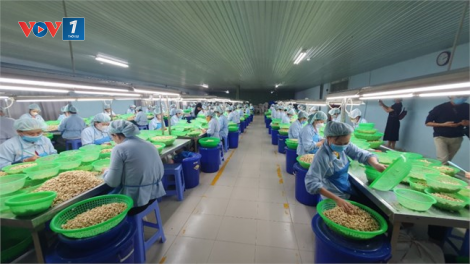 Vị trí số 1 thế giới về xuất nhập khẩu điều của Việt Nam lung lay (11/03/2024)