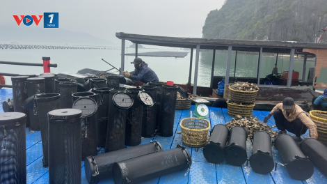 THỜI SỰ 6H SÁNG 31/3/2024: Quảng Ninh khai thác gắn với bảo vệ nguồn lợi thuỷ sản.