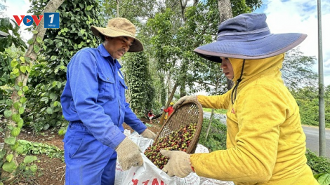 Giá cà phê tăng cao, làm sao để nông dân hưởng lợi (02/04/2024)