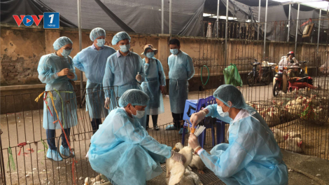 Tăng cường các biện pháp phòng chống dịch cúm A/H5N1 (31/03/2024)