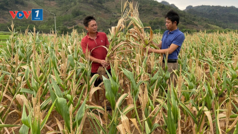 THỜI SỰ 12H TRƯA 18/4/2024: Nắng nóng và hạn hán kéo dài gây tác động thiệt hại sản xuất tại nhiều địa phương