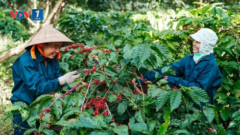 Giữ vững tính bền vững của ngành hàng cà phê (03/05/2024)