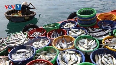 Chống khai thác IUU vì một nghề cá có trách nhiệm (08+09/05/2024)