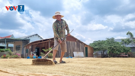 Lúa được mùa, được giá, nông dân Đắk Lắk phấn khởi đón “mùa vàng” (16/05/2024)