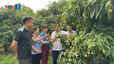 Vải chín sớm Tân Yên, Bắc Giang chuẩn quy trình, vươn mình xuất khẩu (31/05/2024)