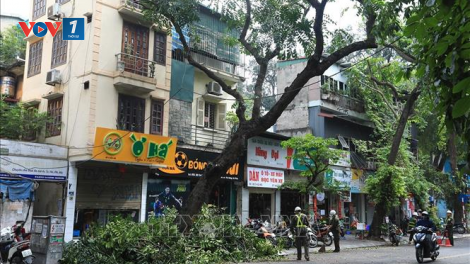 Cắt tỉa cây xanh của cơ quan chức năng Thành phố Hà Nội vào thời điểm này có hợp lý không? (26/5/2024)