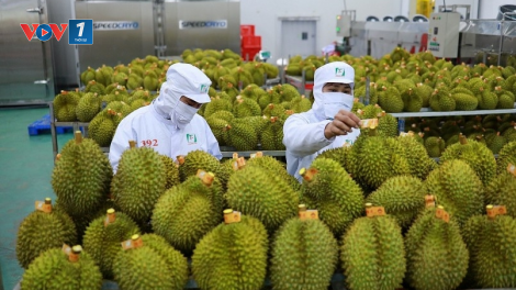 Xuất khẩu rau quả nửa đầu năm 2024 – khả quan nhưng vẫn còn nhiều thách thức (04+05/05/2024)
