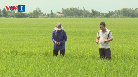 Sản xuất hữu cơ - giải pháp cho vụ lúa Hè Thu (29+30/06/2024)