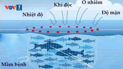 Những lưu ý khi chăm sóc thủy sản trong mùa nắng nóng (04/06/2024)