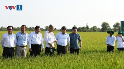 Đề án 1 triệu ha lúa chất lượng cao, phát thải thấp: Khởi tạo phương thức sản xuất nông nghiệp mới (23/07/2024)
