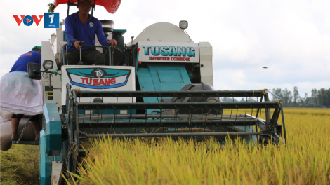Đề án 1 triệu hecta lúa tại ĐBSCL sẽ nâng cao đời sống, thu nhập của người dân trồng lúa (10/07/2024)