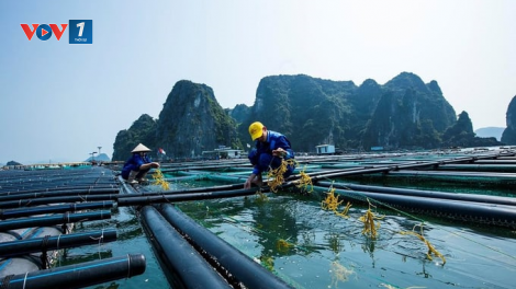 Đánh thức tiềm năng nghề nuôi rong sụn trên biển (29/07/2024)