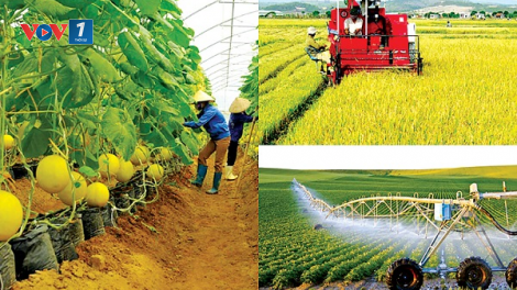 Doanh nghiệp liên kết tạo cơ hôi tiêu thụ nông sản bền vững (29/08/2024)
