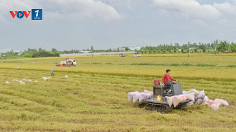 Vì sao nông sản vùng Đồng bằng sông Cửu Long phải phụ thuộc vào TP.HCM để xuất khẩu (20/08/2024)
