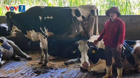 THỜI SỰ 12H TRƯA 12/8/2024: Bộ Nông nghiệp và Phát triển Nông thôn khẳng định, tình trạng bò sữa chết hàng loạt tại tỉnh Lâm Đồng sẽ sớm được ngăn chặn