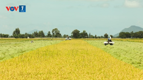 Sản xuất nông nghiệp bền vững- Nâng tầm giá trị hạt gạo Việt Nam (8/8/2024)