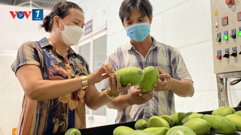 Giải pháp đẩy mạnh xuất khẩu trái cây tại Đồng bằng sông Cửu Long (18/09/2024)