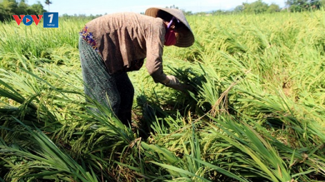 Cấp bách khôi phục sản xuất, đảm bảo đủ thực phẩm cuối năm (23/09/2024)