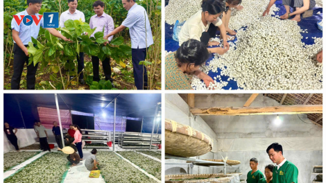 Tái cơ cấu nông nghiệp: Cần đẩy mạnh liên kết trong sản xuất và tiêu thụ (04/09/2024)