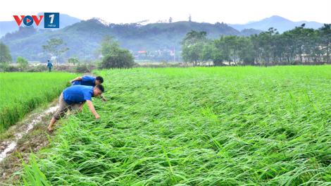 Khôi phục sản xuất nông nghiệp sau mưa lũ (19/09/2024)