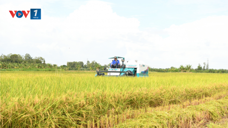 Những tín hiệu tích cực bước đầu từ “Đề án phát triển bền vững 1 triệu ha lúa chất lượng cao, phát thải thấp gắn với tăng trưởng xanh vùng ĐBSCL đến năm 2030” (10/9/2024)