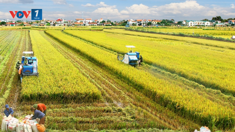 ĐBSCL: Trồng lúa giảm phát thải, hướng đến nông nghiệp xanh (16/9/2024)