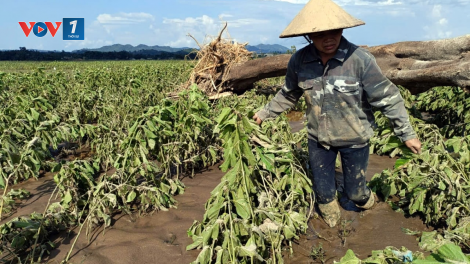 Khôi phục sản xuất, bố trí dân cư sau lũ dữ (28+29/09/2024)