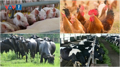 Phát triển chăn nuôi: chính sách đủ, động lực từ đâu (17/09/2024)