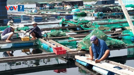 Nhanh chóng khắc phục thiệt hại về thuỷ sản sau bão số 3 (12/09/2024)