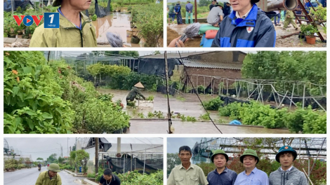 Làng hoa Xuân Quan (Hưng Yên): Phòng chống ngập úng, khôi phục sản xuất nông nghiệp chuẩn bị thị trường Tết ( Mùa Vàng 11/9/2024)